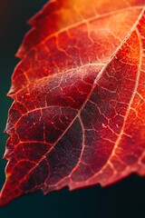 Wall Mural - Closeup macro photography of red autumn leaf with veins, fall foliage