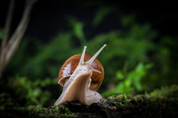 garden snail on moss in the forest