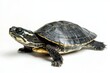 © Gayan - turtle on a white background