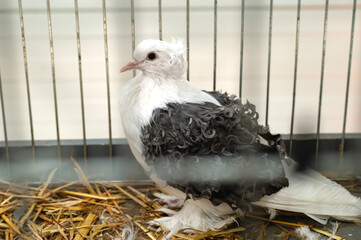 Beautiful Frillback Pigeon in a Cage with Straw Bedding