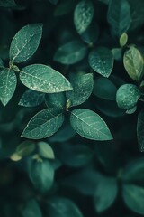 Sticker - Close up of green leaves with water droplets, nature background texture