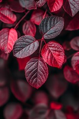 Wall Mural - Closeup of Burgundy Red Leaves with Dew Drops, Autumn Nature Photography