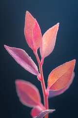 Wall Mural - Pink Leaves Branch with Dew Drops on a Dark Background