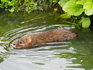 Water Vole Swimming