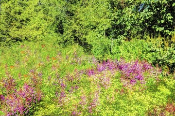 Plants, garden creative, alienated flowers, Germany, Europe