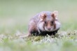 © Sonja Jordan/imageBROKER - European hamster (Cricetus cricetus) in meadow, Austria, Europe