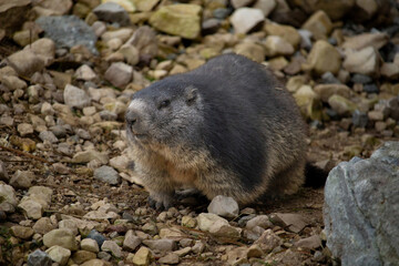 A groundhog (Marmotta Marmotta)