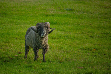 sheep with big horns eating the green grass