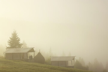 Canvas Print - Houses and trees covered with fog in morning