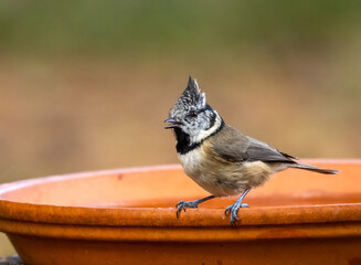 Wall Mural - Rare scottish highlands woodland bird, the crested tit in the forest