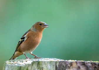 Wall Mural - Close up of a beautiful male chaffinch eating seeds with natural background