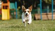 © muhammad - Dog is jumping over the hurdles
