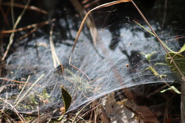 spider web on tree branch