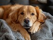 © julija - happy golden retriever dog lounging on a cozy sofa in a modern stylish living room radiating warmth and contentment embodying the joys of pet companionship