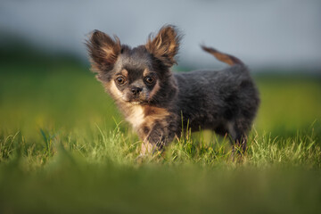 Wall Mural - cute long haired chihuahua puppy walking on grass in summer