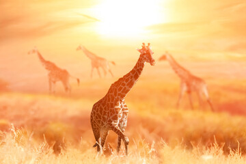 Wall Mural - giraffes in the african savanna at sunset. tanzania. africa.