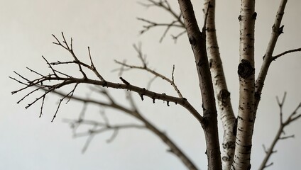 Wall Mural - Bare twigs on a simple white background.