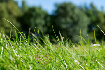 Wall Mural - A close up of a lush green field of grass. The grass is tall and the sky is clear. Warm sunny day. Nature scene background. Tasty grass for farming and agriculture.