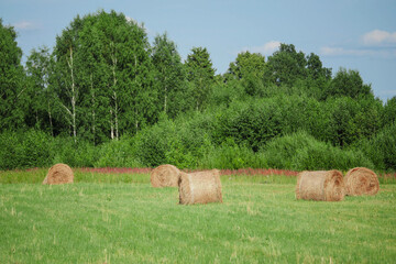 Filed with green grass and round bay of hey ready for wrapping and transportation to a storage for cold winter season. Calm and relaxing rural scene. Agriculture and farming industry.