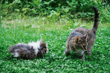 Cute guinea pig with crazy hair style and cat is trying to get away from the pig in a green grass field. Funny scene with house pets.