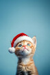 © Oleksandr Sylenko - happy cat in a New Year's red cap on a blue background. cute cat waiting for the holiday. Santa Claus hat. New Year banner with place for text. cheerful pet
