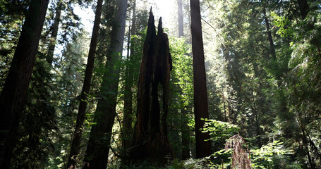 Crescent City: Redwood Forest