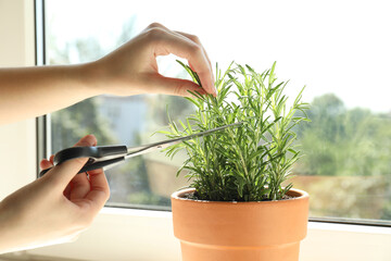 Wall Mural - Woman cutting potted rosemary near window, closeup. Aromatic herb