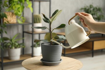 Poster - Woman holding watering can near beautiful houseplant indoors, closeup