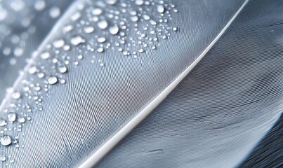 Leinwandbilder - A close-up of a feather with droplets of water, showcasing intricate details and textures in a serene, natural setting.