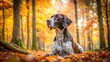 © Latsamee - A German Shorthaired Pointer Greyhound mix dog with a sleek coat resting in a picturesque autumn forest photographed from a low angle perspective, canine, foliage, greyhound, leaves, hybrid