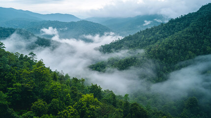 Wall Mural - Mist envelops a lush green valley in the mountains during early morning hours