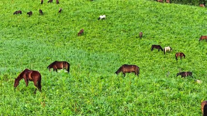 Sticker - Horses herd grazing on grassland pasture in the morning. green grassland and horses with mountain natural landscape in Xinjiang, China.