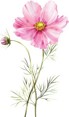 Wall Mural - Pink cosmos flower bloom