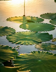 Canvas Print - Lotus leaves on calm water