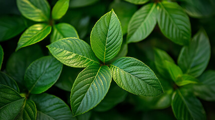 Wall Mural - Lush green leaves glistening under soft natural light in a tranquil garden setting