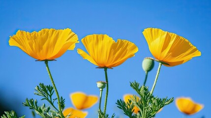 Three vibrant yellow poppies in full bloom against a clear blue sky.