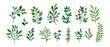 © Tanatphong - Leaf vector set,  elements for design , Leaves  on White Background