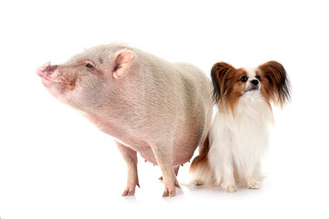 Canvas Print - miniature pig and dog in studio