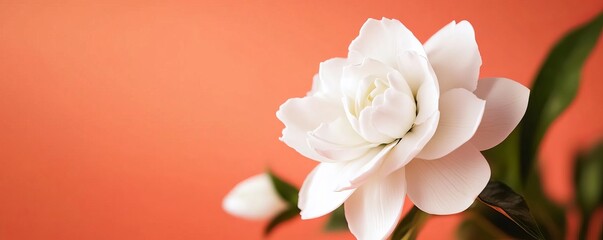 White flower on an orange background