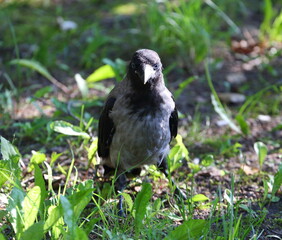 A crow is sitting on the lawn in the green grass