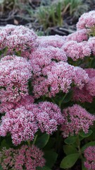 Wall Mural - Vertical video of Sedum pink flowers covered with hoarfrost.