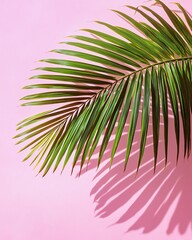 tropical summer relax pastel background Green palm leaf on pink background