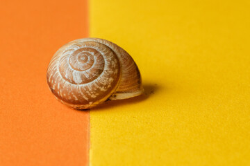 snail on a wooden background