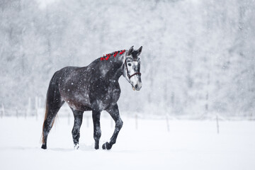 Wall Mural - beautiful horse with red ribbons in mane walking through the snow