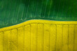 © shaiith - Top down view of green and yellow field at spring