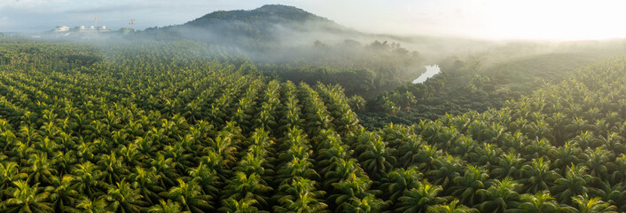 Sticker - Aerial view of coconut trees field in the sunrise