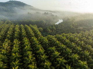 Canvas Print - Aerial view of coconut trees field in the sunrise