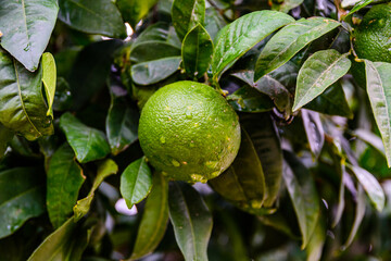 Wall Mural - Green mandarin fruit on tree at the orchard