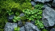 © Ti Studio - Rocks covered in vibrant green moss, contrasting against the grey stone in a forest setting