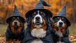 © Nadya - Bernese mountain dog in halloween costume.